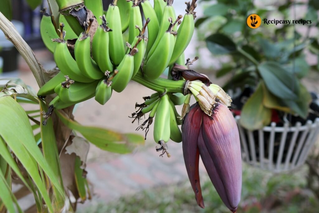 What is a Banana Tree Flower Recipe
