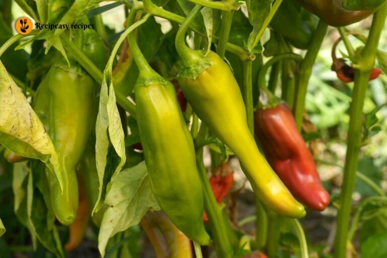 Anaheim Pepper Recipe